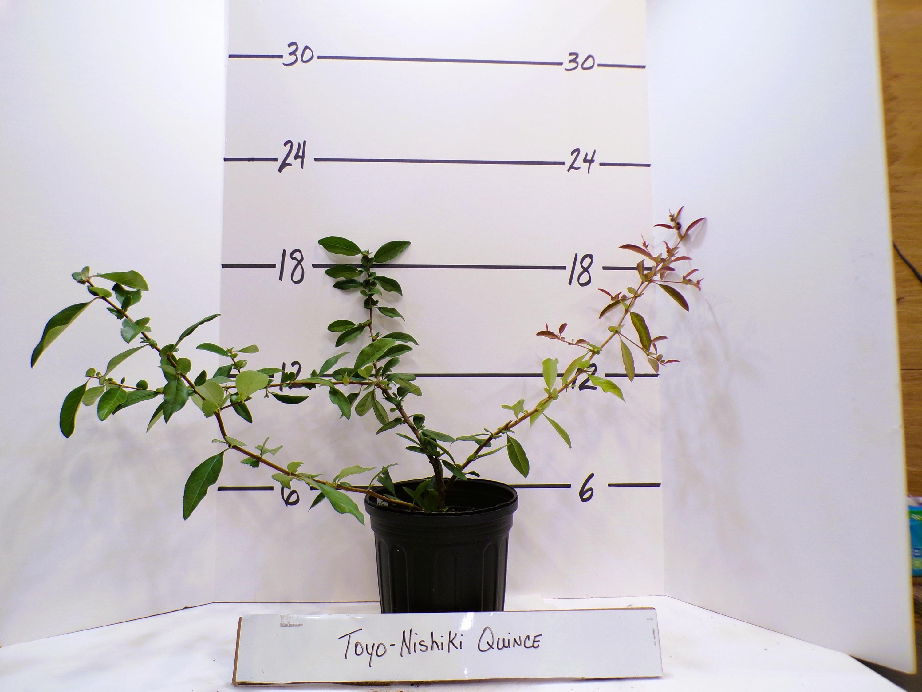 Japanese Flowering Quince 'Toyo Nishiki' Chaenomeles speciosa Live Plant Shrub Reddish Pink White Flowers---Stunning!!