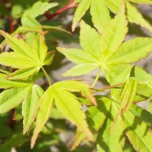 Japanese Maple 'Oranges and Lemons' Acer palmatum Live Grafted Tree ---Gorgeous!!