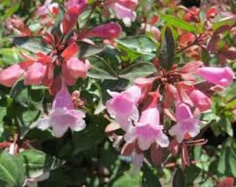 Abelia x grandiflora 'Edward Goucher' Live Starter Plant Flowering Shrub Pink Flowers---Gorgeous!!