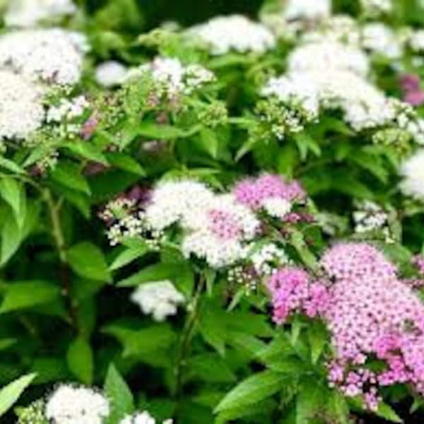 Spirea 'Shirobana' Spiraea japonica Dwarf Live Plant Perennial Shrub Multi-Colored Flower Clusters---Gorgeous!!