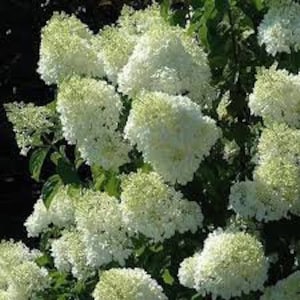 May include: Close-up of a cluster of white hydrangea flowers in full bloom. The flowers have a rounded shape and a slightly green hue at the tips. The background is filled with green leaves.