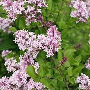 May include: Close-up of a lilac bush with clusters of small, light purple flowers. The flowers are in full bloom, surrounded by green leaves. The image is well-lit, showcasing the delicate details of the blossoms and foliage.