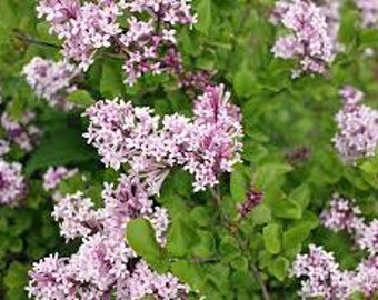 Dwarf Korean Lilac 'Palibin' Syringa Meyeri Live Plant Fragrant Light Purple Flowers---Beautiful!!