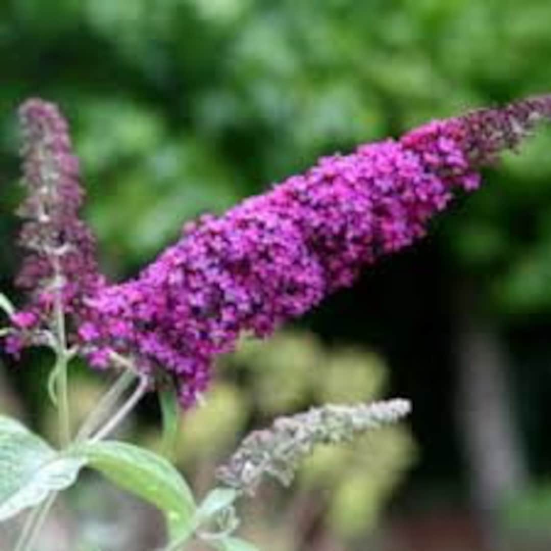 Butterfly Bush 'attraction' Buddleja Davidii Live Plant Perennial