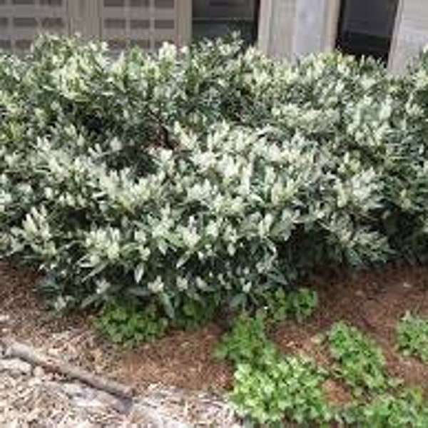 Prunus laurocerasus 'Otto Luyken' English Laurel Live Plant---Evergreen & Fragrant!!