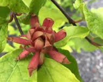 Sweetshrub (Carolina Allspice) Calycanthus Floridus Live Plant Fragrant Dark Red Flowers Glossy Leaves---Beautiful!!