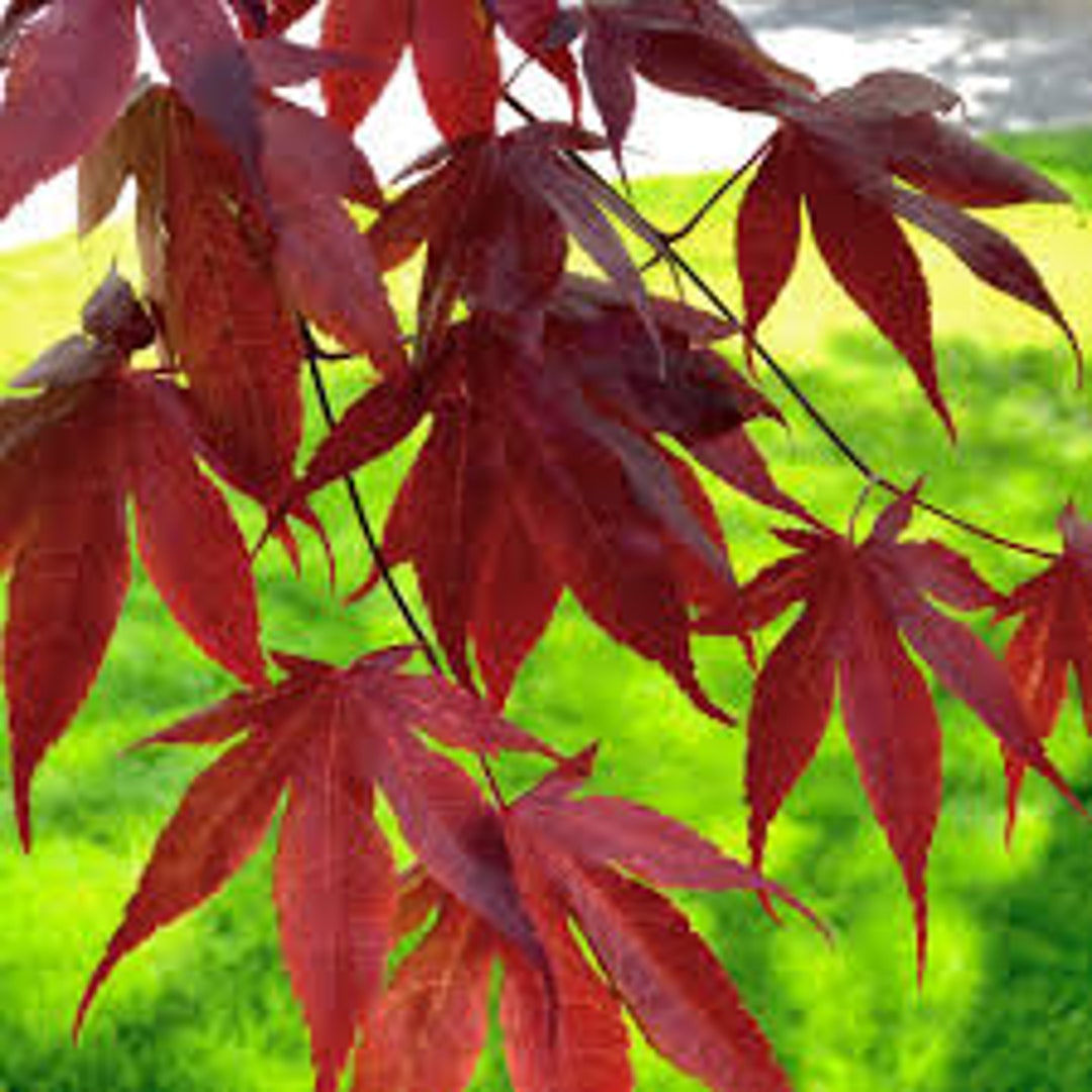 Japanese Maple 'bloodgood' Acer Palmatum dormant Live Tree Grafted Red