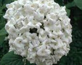 Fragrant Snowball Viburnum x carlcephalum Live Plant Fragrant Flowering Shrub Pink Buds White Flowers---Stunning!!