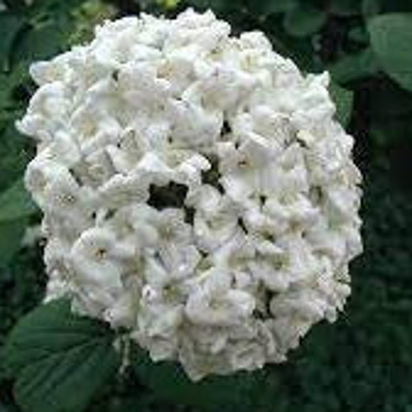 Fragrant Snowball Viburnum x carlcephalum Live Bareroot Semi-Dormant Plant Fragrant Flowering Shrub Pink Buds White Flowers---Stunning!!