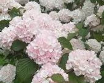 Viburnum Plicatum 'Mary Milton' Live Plant Shrub Pink Blushed Snowball Shaped Flowers---Gorgeous!!