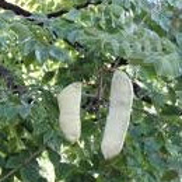 Kentucky Coffeetree Gymnocladus dioicus Live Tree Long Seed Pods---Stately!!