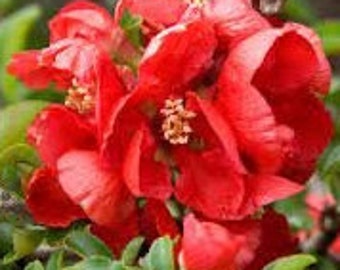 Japanese Flowering Quince 'Texas Scarlet' Chaenomeles x Superba Live Plant Scarlet Red Flowers---Stunning!!