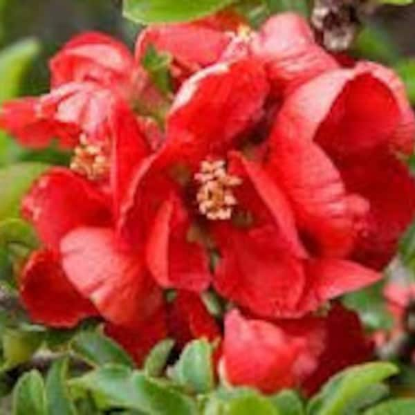 Flowering Quince 'Texas Scarlet' Chaenomeles x Superba Live Plant Scarlet Red Flowers---Stunning!!