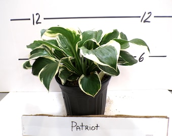 Hosta &#39;Patriot&#39; Live Plant Shade Perennial Green & White Variegated Leaves---Beautiful!!