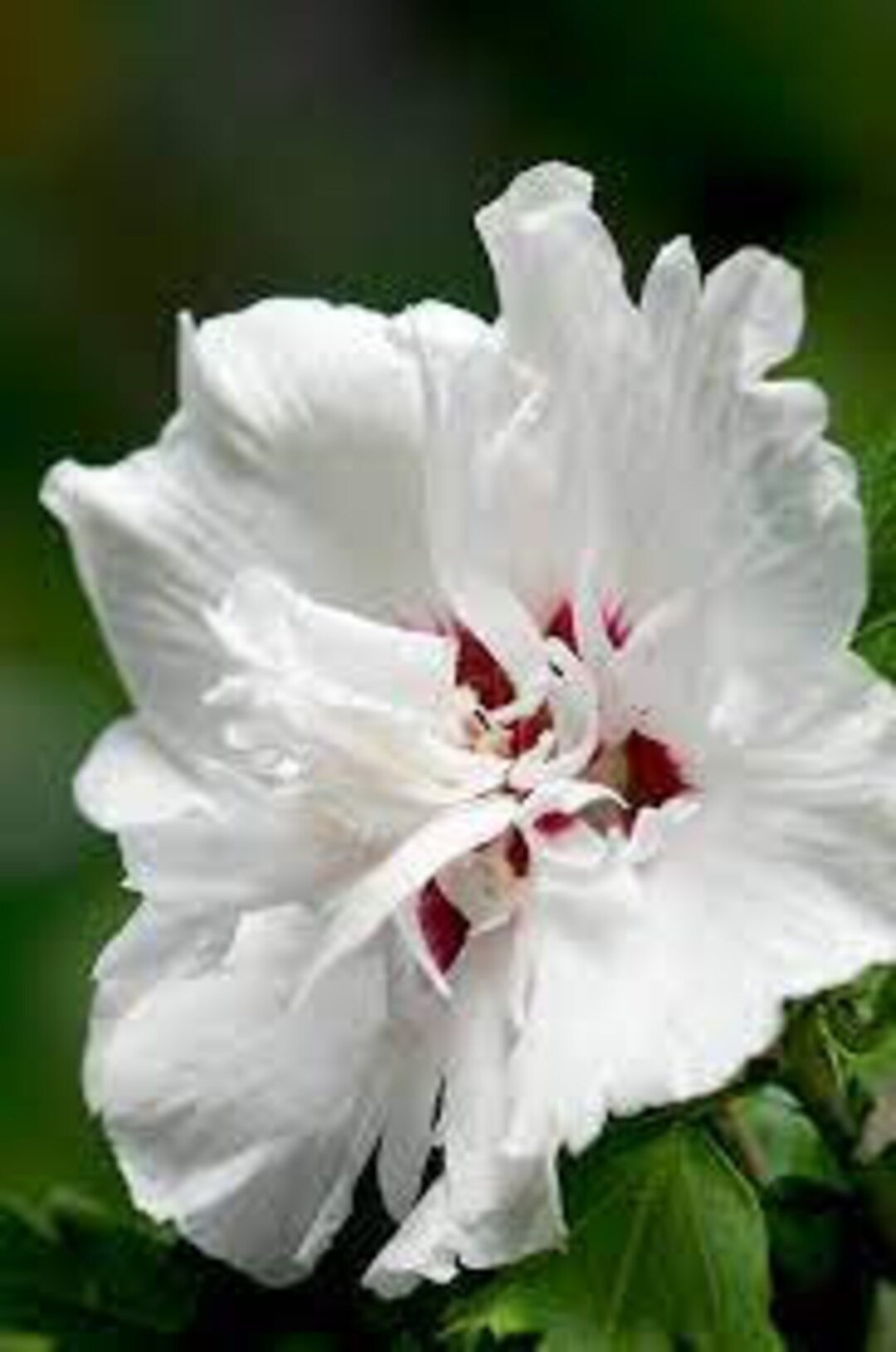 Rose of Sharon ‘morning Star’ Althea Hibiscus Syriacus Live Shrub