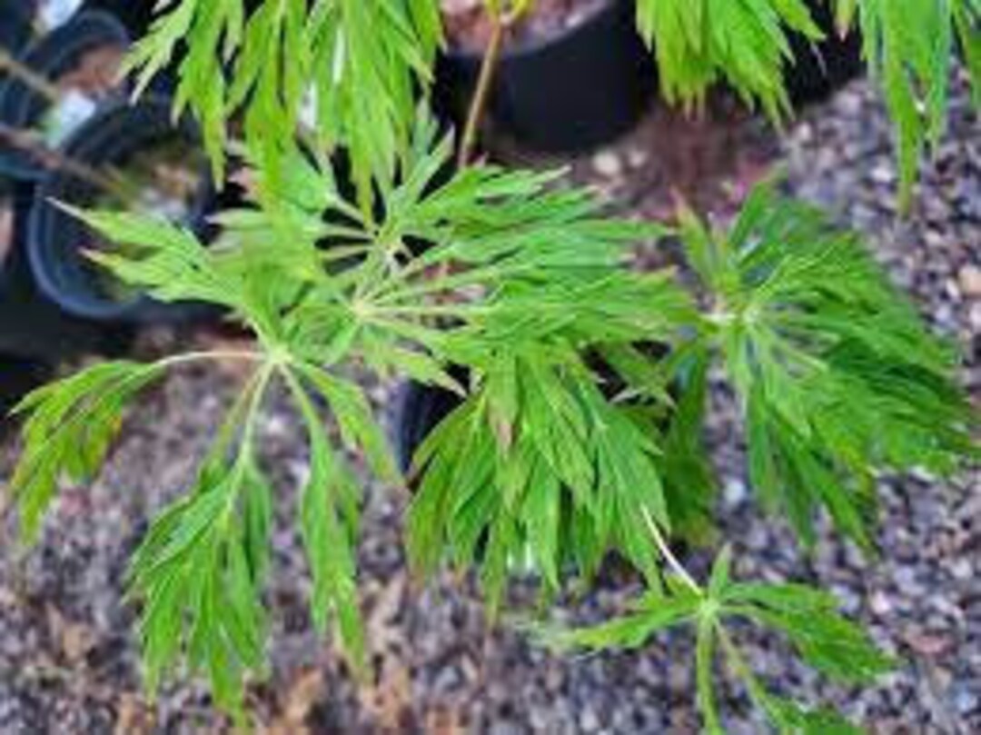 Japanese Maple 'ao Jutan' Acer Japonicum dormant Live Tree Grafted