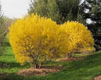 Forsythia x Intermedia 'Lynwood Gold' Live Plant Flowering Shrub Bright Yellow Spring Flowers---Gorgeous!!