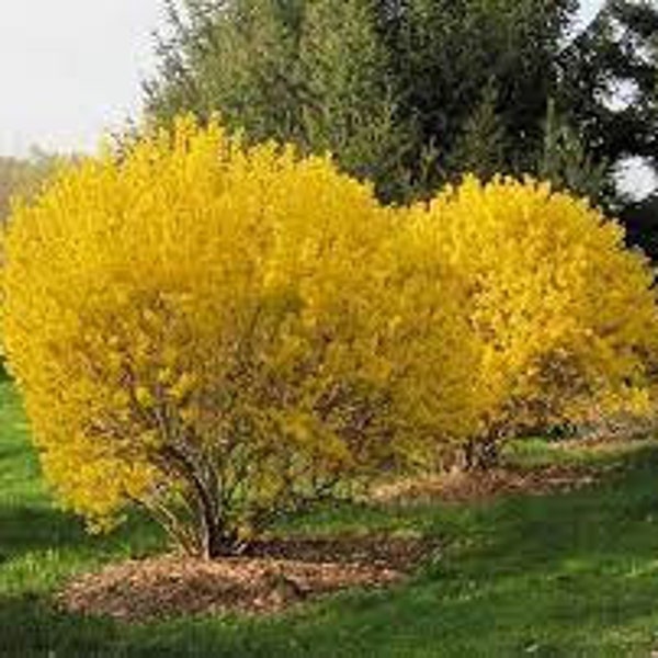 Forsythia x Intermedia 'Lynwood Gold' Live Plant Flowering Shrub Bright Yellow Spring Flowers---Gorgeous!!