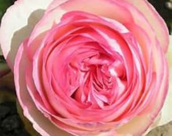 Climbing Rose 'Eden' Starter Plant Fragrant Large Pink Cream Cupped Flowers---Stunning!!