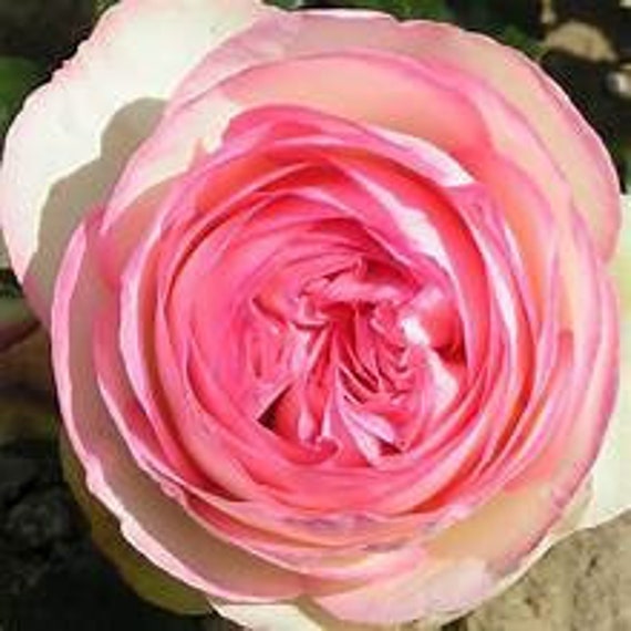 Climbing Rose 'Eden' Starter Plant Fragrant Large Pink Cream Cupped Flowers---Stunning!!