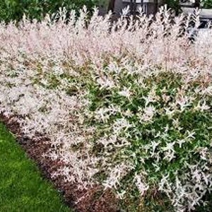 May include: A vibrant, close-up view of a decorative shrub with white and green foliage. The shrub is planted in a garden bed with brown mulch and green grass. The leaves are a mix of white and green, creating a striking contrast.