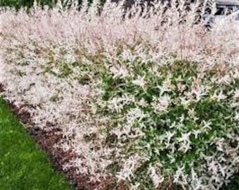 Dappled Willow Starter Plant 2 1/2" Pot Perennial Tree Or Shrub--- Tri-Color Leaves!!