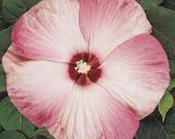 Hardy Hibiscus moscheutos 'Luna Pink Swirl' Shrubby Perennial Live Plant Huge Pink & White Flowers--Gorgeous!!