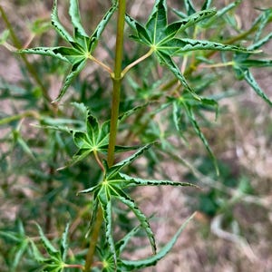 May include: Close-up of a Japanese maple branch with vibrant green, star-shaped leaves. The leaves have a unique, textured appearance with dark green edges and a delicate, veined pattern. The stem is a light brown color.