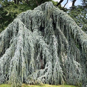 Weeping Blue Atlas Cedar Cedrus atlantica Glauca pendula Live Plant Evergreen Steel Blue Foliage---Stunning!!