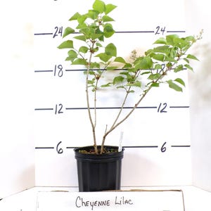 May include: A Cheyenne Lilac plant in a black pot. The plant has green leaves and thin brown stems. The plant is approximately 61 cm tall. The text "Cheyenne Lilac" is visible at the bottom of the image.