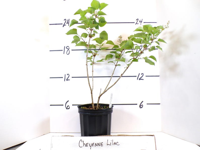May include: A Cheyenne Lilac plant in a black pot. The plant has green leaves and thin brown stems. The plant is approximately 61 cm tall. The text "Cheyenne Lilac" is visible at the bottom of the image.