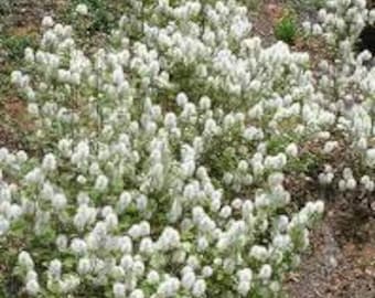 Fothergilla major 'Mt. Airy' 1 Live Plant Flowering Shrub Showy Fragrant White Flowers Blue/Green Leaves--Gorgeous!!