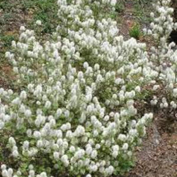 Fothergilla major 'Mt. Airy' 1 Live Plant Flowering Shrub Showy Fragrant White Flowers Blue/Green Leaves--Gorgeous!!