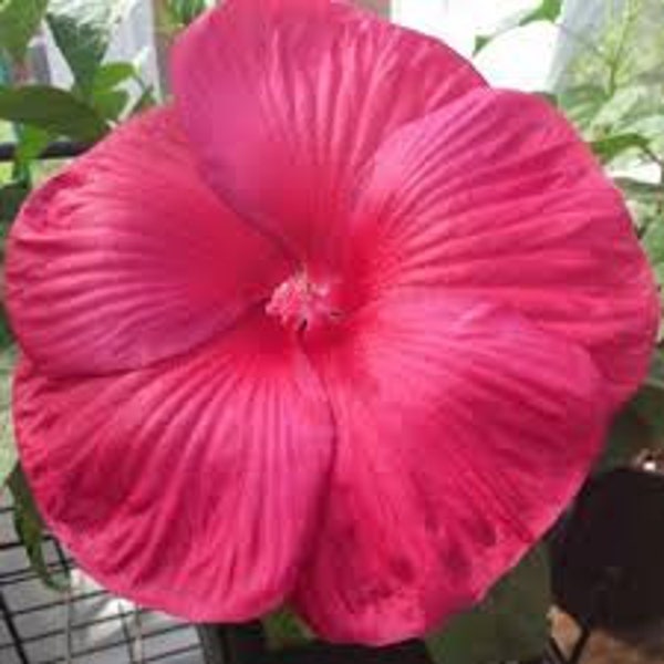 Hardy Hibiscus moscheutos 'Luna Red' Perennial Live Plant Huge Red Flowers--Gorgeous!!