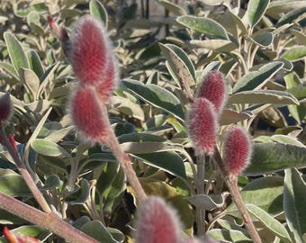 Pink Pussy Willow Salix gracilistyla Live Plant  Pale Pink Catkins---Gorgeous!!