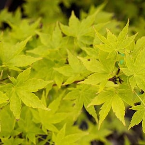 May include: Close-up of vibrant, chartreuse Japanese maple leaves. The leaves have a delicate, star-like shape with multiple lobes, creating a textured, layered effect. The bright green color suggests new growth, and the image is well-lit.