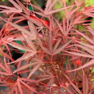 May include: A Japanese maple plant featuring delicate, deeply lobed leaves in a vibrant shade of reddish-maroon. The foliage is arranged in dense clusters, with thin, pointed leaf segments radiating from central stems, creating a textured appearance.