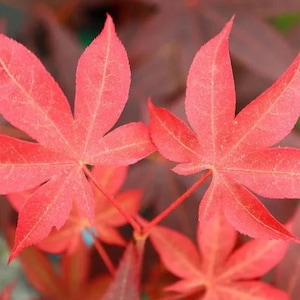 May include: Two vibrant, bright red Japanese maple leaves with distinct, pointed lobes and visible veins. The leaves are positioned in the foreground, showcasing their star-like shape and smooth texture against a blurred background of darker foliage.