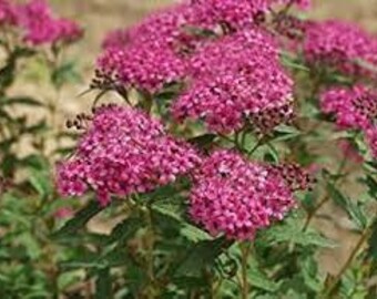 Spirea 'Neon Flash' Spiraea japonica Live Plant Perennial Flowering Shrub Pink Flowers--Gorgeous!!