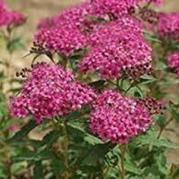 Spirea 'Neon Flash' Spiraea japonica Live Plant Perennial Flowering Shrub Pink Flowers--Gorgeous!!