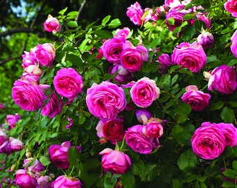 Climbing Rose Eden 'Pretty In Pink' Starter Plant Large Fragrant Dark Pink Flowers---Stunning!!