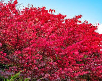 3 Dwarf Burning Bush Euonymus alatus 'Compactus' Live Plants Vivid Red Fall Color---Wow!!
