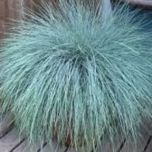 Fescue 'Elijah Blue' Festuca Live Plant Ornamental Grass Semi Evergreen Icy Blue Foliage---Cool Plant!!