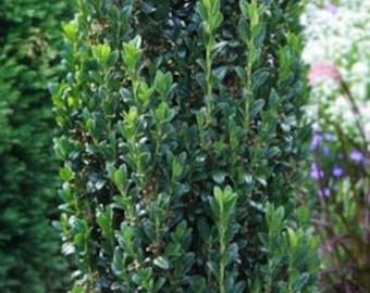 3 Ilex crenata 'Sky Pencil' Japanese Holly Live Plants Evergreen Narrow Upright Growth---Beautiful!!