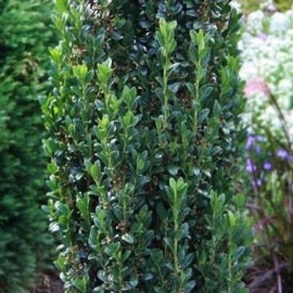 3 Ilex crenata 'Sky Pencil' Japanese Holly Live Plants Evergreen Narrow Upright Growth---Beautiful!!