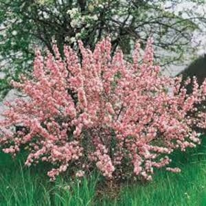 Dwarf Pink Flowering Almond Prunus glandulosa rosea Live Bareroot Plant Perennial Shrub Pink Flowers---Stunning!!