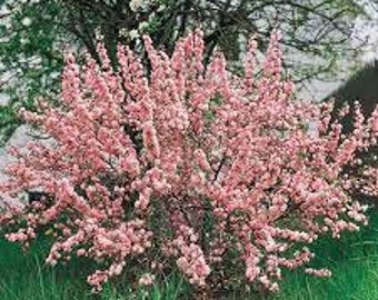 Dwarf Pink Flowering Almond Prunus glandulosa rosea Live Bareroot Plant Perennial Shrub Pink Flowers---Stunning!!