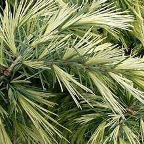 Cedrus deodara 'Deep Cove' Himalayan Cedar Live Plant Dwarf Conifer Blue Green Foliage White New Growth---Stunning!!