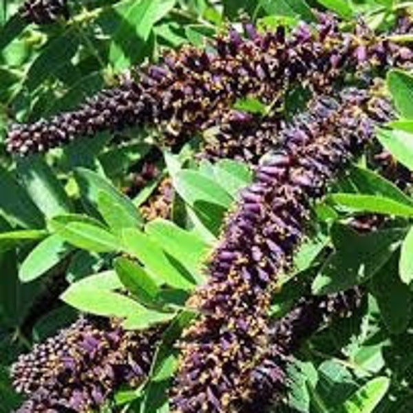 False Indigo Amorpha fruiticosa Live Shrub Purple to White Flowers ---Lovely!!