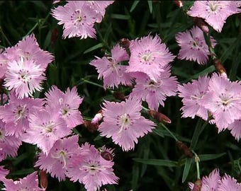Bath's Pink Dianthus Live Plant Perennial Fragrant Pink Flowers---Beautiful!!